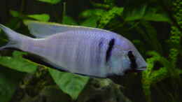 aquarium-von-limited-becken-692_Placidochromis elektra Likoma