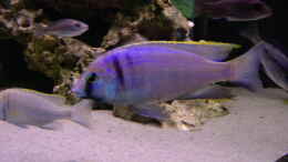 aquarium-von-limited-becken-692_Placidochromis electra Likoma
