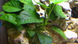 aquarium-von-limited-becken-692_Anubias Barteri var. barterie mit 2 Blüten