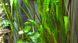 aquarium-von-limited-becken-692_Randbepflanzung mit Cryptocoryne aponogetifolia 