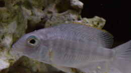 Aquarium einrichten mit Lethrinops longipinnis deep F1 Männchen ca. 10