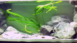 aquarium-von-puetti-becken-6940_1.Bild - vor dem Einsetzen der Fische