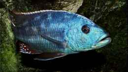 Foto mit Nimbochromis fuscotaeniatus - Männchen