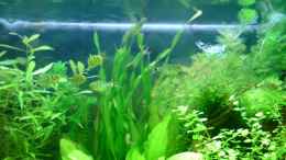 aquarium-von-rico-becken-6960_Vallisneria tortifolia