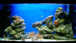 aquarium-von-stefan-kamp-becken-6998_Gesammtansicht vom 25.11.2007