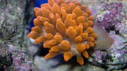 aquarium-von-stefan-kamp-becken-6998_Blasenanemone Entacmaea quadricolor
