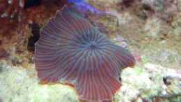 Aquarium einrichten mit Blau gestreifte Scheibenanemone Discosoma sp. 13