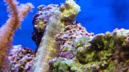 Aquarium einrichten mit Juwelen Felshüpfer Salarias fasciatus