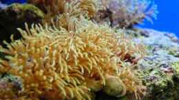 aquarium-von-stefan-kamp-becken-6998_Grüne Röhrenkoralle Clavularia viridis