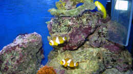 Foto mit Falsche Clownfische Amphiprion ocellaris