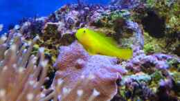 Foto mit Gelbe Korallengrundel Gobiodon okinawae
