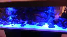 aquarium-von-sternenseetraeumer-zu-verkaufen-_Mondlicht wirkt in Realität nicht so Discomäßig