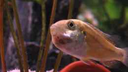 Aquarium einrichten mit 23.01.2009 Vielfarbenmaulbrüter Weibchen jetzt