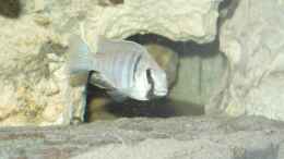 aquarium-von-dirk-abelshausen-becken-705_Placidochromis electra
