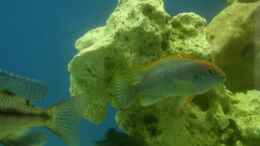 aquarium-von-christian-quint-becken-706_Pseudotropheus Red top ndumbi