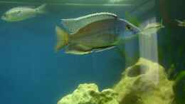 aquarium-von-christian-quint-becken-706_Protomelas taeniolatus, Chinyankwazi( Früher Haplochromis F