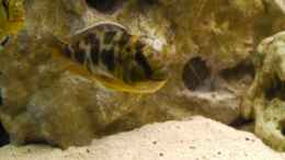 Aquarium einrichten mit Nimbochromis venustus Weibchen mit vollem Maul