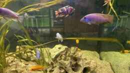 aquarium-von-knoeri-becken-7069_Placidochromis 