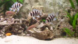 aquarium-von-manfred-fink-becken-711_Frontosas wachsen heran