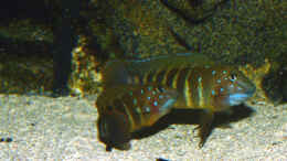 Aquarium einrichten mit Eretmodus cyanostictus orange dorsal