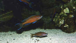 Foto mit Paracyprichromis nigripinnis blue neon, Paar