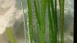 aquarium-von-lucky-luke-ch-becken-7135_Vallisneria spiralis