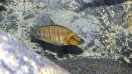 Aquarium einrichten mit Altolamprologus compressiceps Golden Head Weibchen