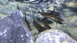 Aquarium einrichten mit juvenile Cyprichromis microlepidotus Bulu Point