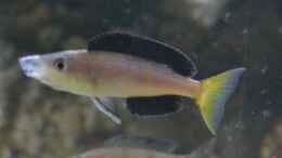 aquarium-von-falleb-sand-amp--steine_Gähnender Cyprichromis