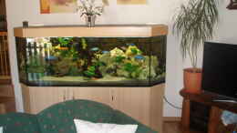 aquarium-von-prhilden-becken-7162_Im Wohnzimmer neben dem Fernseher
