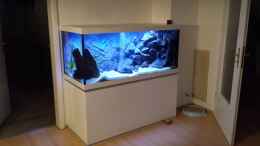 aquarium-von-redieh-rueckkehrer-als-malawi_komplettansicht