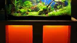 aquarium-von-bartosz-jung-projekt-160-liter_16 Wochen nach Einrichtung