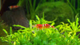 Aquarium einrichten mit Crystal Red Garnelen beim Fressen