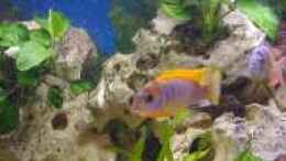 aquarium-von-volker-eggert-becken-723_Labidochromis JHongi