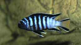 aquarium-von-volker-eggert-becken-723_Pseudotropheus elongatus  mpanga