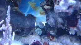 aquarium-von-jane-vogeler-160l-meerwasser-nur-noch-als-beispiel_Caulastrea März 2013