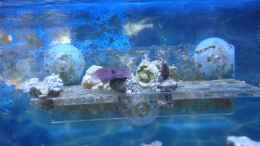 aquarium-von-jane-vogeler-160l-meerwasser-nur-noch-als-beispiel_Ableger März 2013