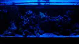 aquarium-von-jane-vogeler-160l-meerwasser-nur-noch-als-beispiel_Gesamtansicht im Oktober bei blauer LED-Beleuchtung.