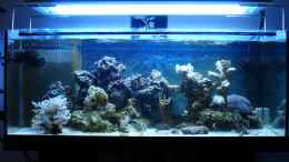 aquarium-von-jane-vogeler-160l-meerwasser-nur-noch-als-beispiel_Gesamtansicht Mai 2012