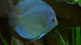 aquarium-von-kurt-kastl-becken-726_Blue Diamond