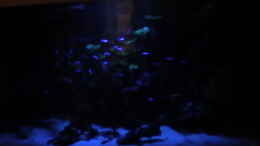 aquarium-von-onkel-mein-300er_Mondlicht