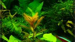 Aquarium einrichten mit Proserpinaca palustris “cuba” – Kuba Sumpfkammblatt