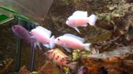 aquarium-von-claudia-freyschmidt-becken-728_Gruppe Pseudotropheus Callainos Pearl White