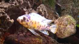 aquarium-von-claudia-freyschmidt-becken-728_Pseudotropheus Fainzliberi Nkhata OB-Morphe