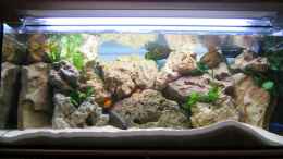 aquarium-von-sebastian-schmieger-becken-730_Becken ist neu eingerichtet, deshalb sieht man die Fische no