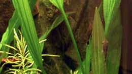 aquarium-von-oliver-altorfer-becken-7301_Echinodorus subalatus