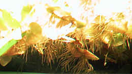 aquarium-von-oliver-altorfer-becken-7301_Phyllantus fluitans