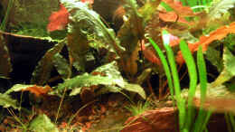 aquarium-von-oliver-altorfer-becken-7301_Cryptocoryne Wendtii brown