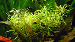 Aquarium einrichten mit Pogostemon stellatus