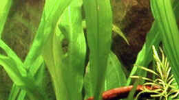 aquarium-von-oliver-altorfer-becken-7301_Echinodorus bleherae